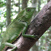 Green Crested Lizard