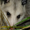 American Opossum