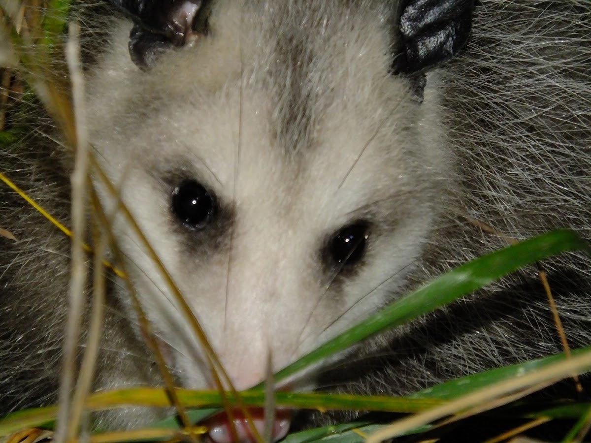 American Opossum