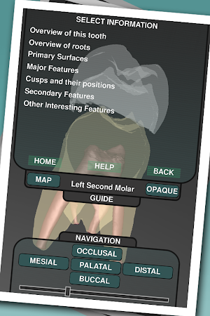 Real Tooth Morphology  v3.2
