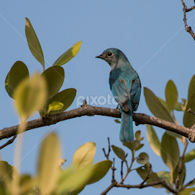 Verditer Flycatcher by Tareq Ahmed - Animals Birds