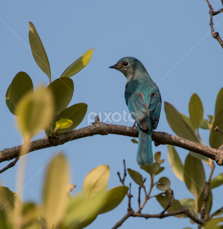 Verditer Flycatcher by Tareq Ahmed - Animals Birds