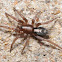 Eastern parson spider