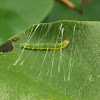 Bouganveilla Moth Caterpillar