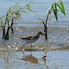 White-rumped Sandpiper