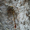Two-stripe Forceptail Dragonfly