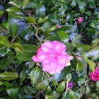 Rododendro, Rhododendron