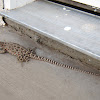 Long-nosed Leopard Lizard 