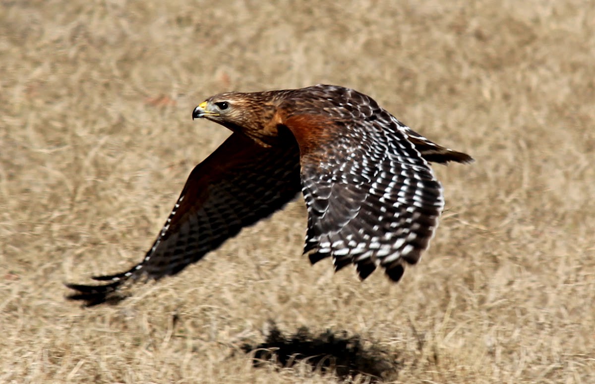 Red shouldered hawk