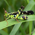 Malayan Monkey-grasshopper