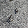 Hormiga del Desierto / Harvester Ant