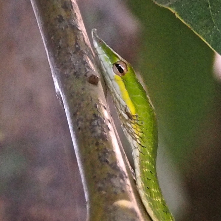 Green Vine Snake