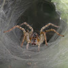 Grass Funnel Web Spider