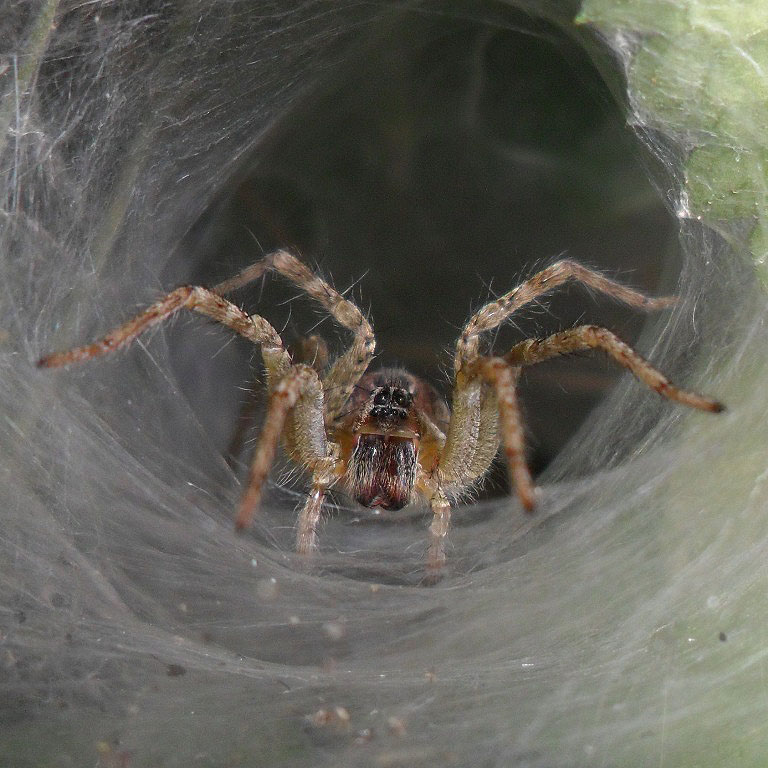 Grass Funnel Web Spider