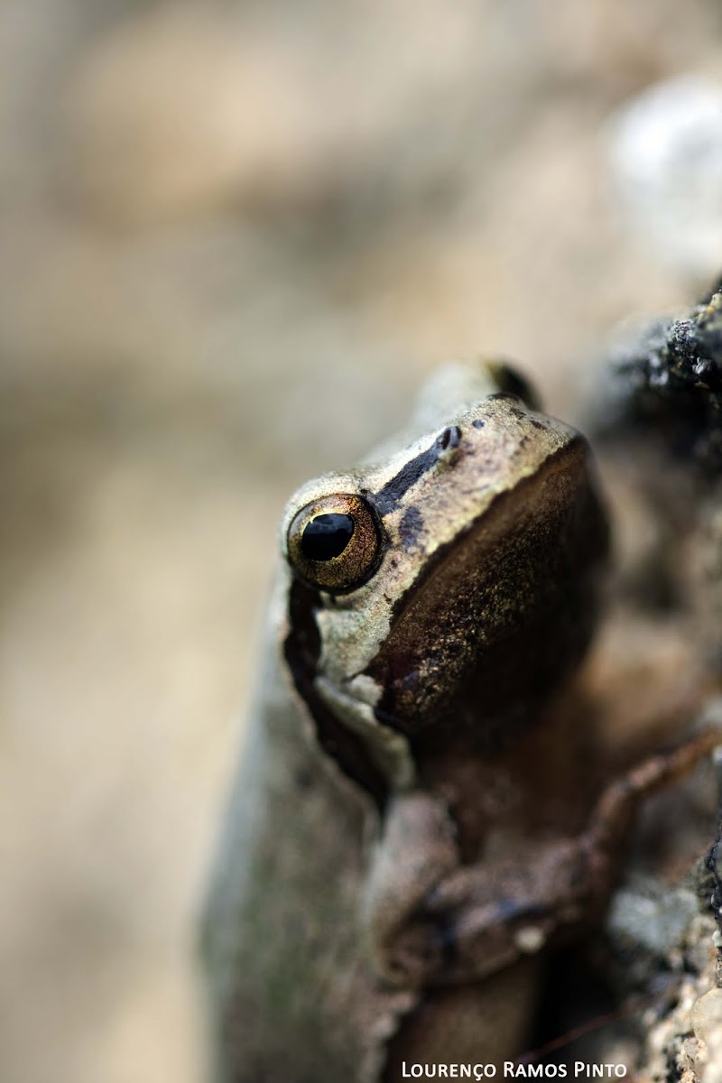 European tree frog / Rela-comum