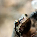 European tree frog / Rela-comum