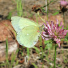 The Moorland Clouded Yellow