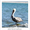 brown pelican - adult