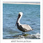 brown pelican - adult