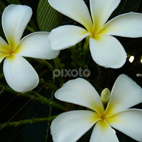 The 3 Frangi's by Nadia Chatterton - Flowers Flower Arangements