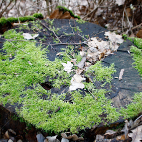 by Daniel Pacurici - Nature Up Close Mushrooms & Fungi