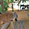 white-fronted brown lemur