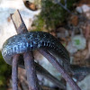 Aesculapian Snake / Bjelica - Poor snake :(