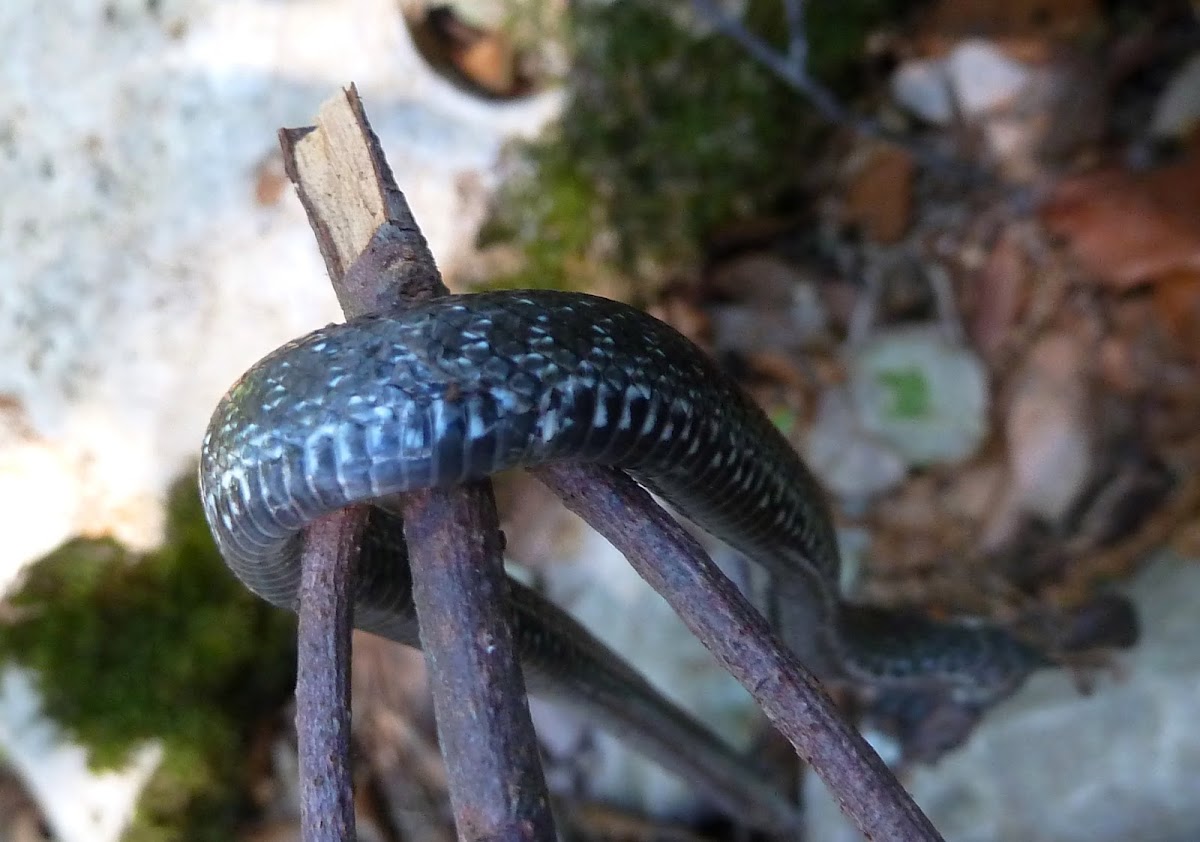 Aesculapian Snake / Bjelica - Poor snake :(