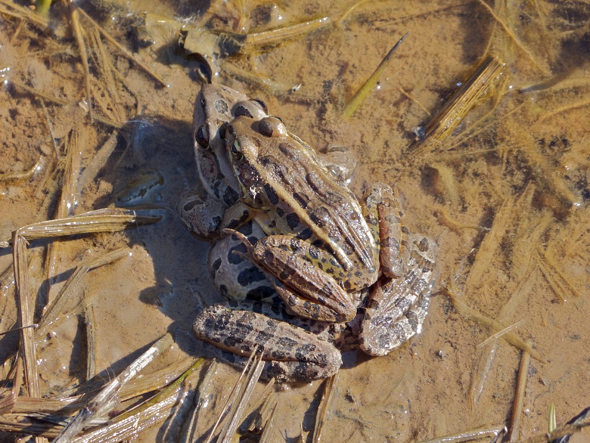 Southern Leopard Frogs (mating pair)