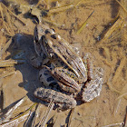 Southern Leopard Frogs (mating pair)