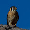 American Kestrel