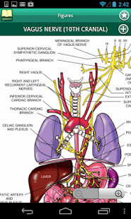 Taber's Medical Dictionary 22 Screenshots 4