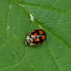 10-spot Ladybird