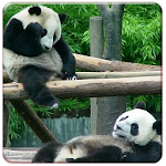 Panda Live Wallpapers Apk
