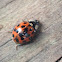 Multicolored Asian Lady Beetle