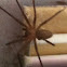 Brown recluse