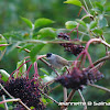 Blackcap