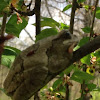 Cope's gray tree frog