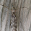 Large Crane Fly, female and male