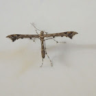 Sage Plume Moth