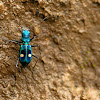 Central American Montane Tiger Beetle