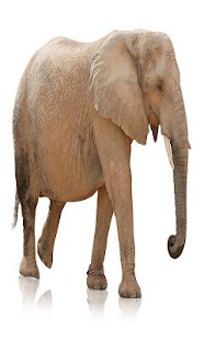 How to install Elephant Wallpaper 1.0 mod apk for android