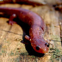 Northern Red-backed Salamander