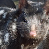Eastern Quoll