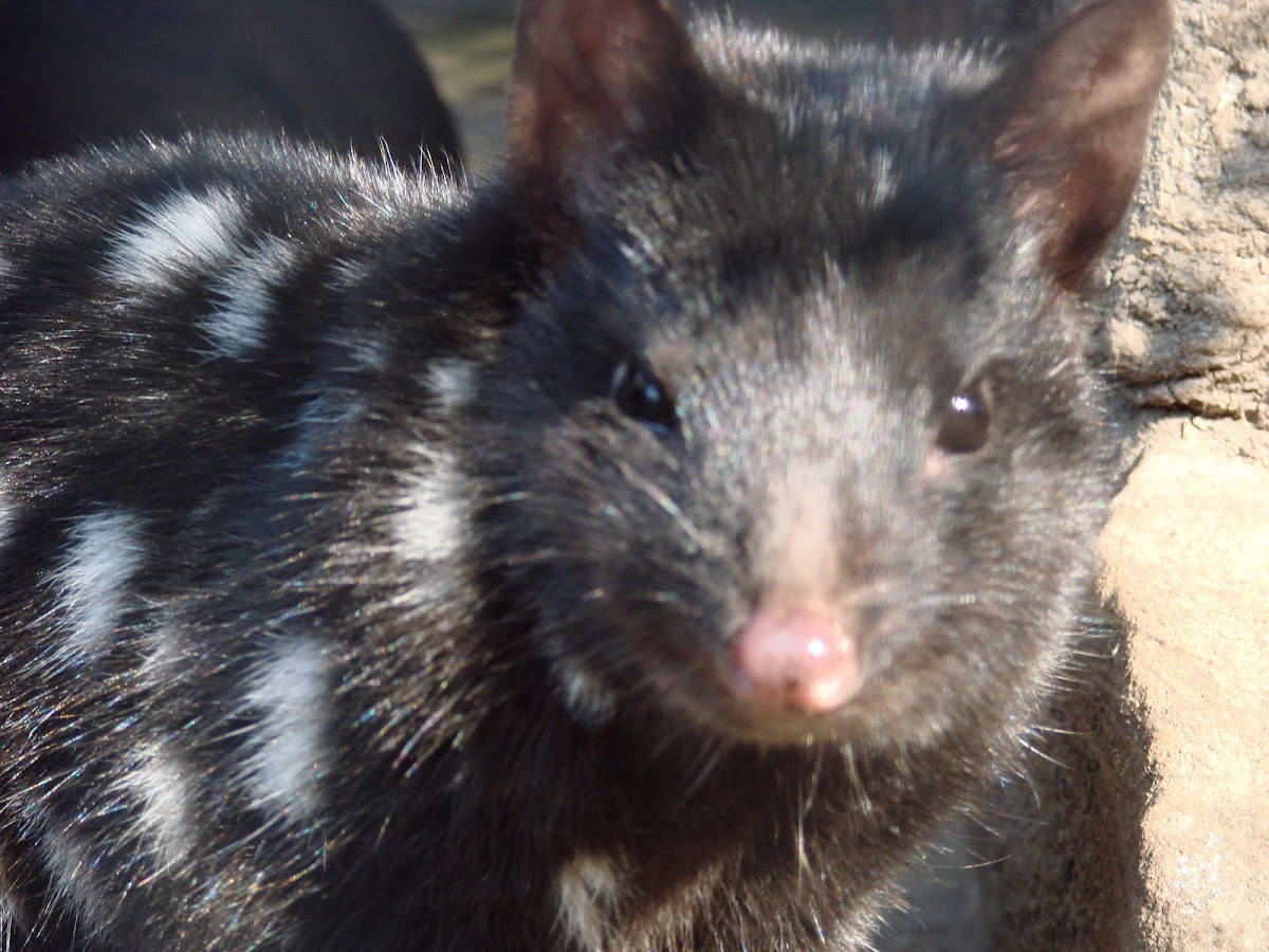 Eastern Quoll