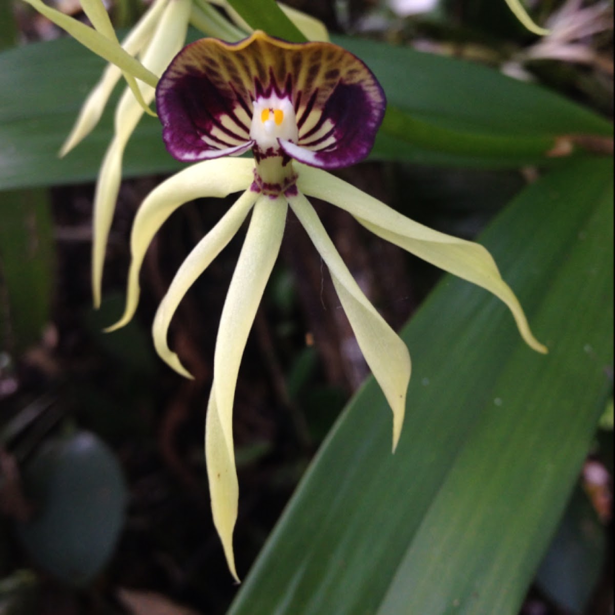 Encyclia orchid