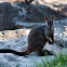 Brush-tailed Rock Wallaby