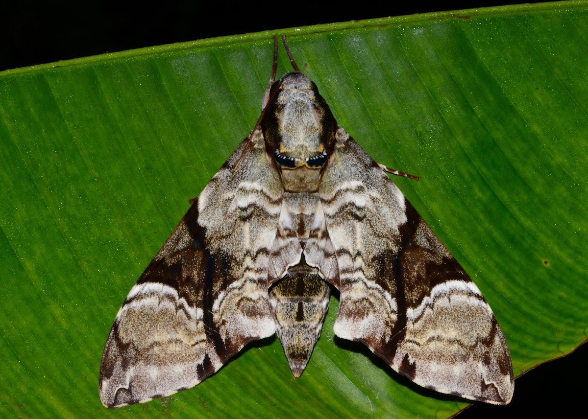 Black Belted Hawk moth