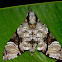 Black Belted Hawk moth