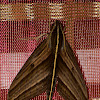 Cryptic Sphingid Moth
